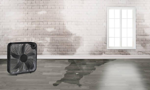 Best Water damage restoration company  in South Daytona, FL
